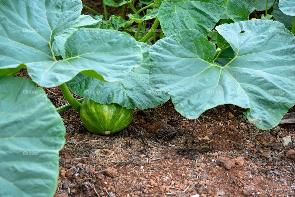 vegetable garden