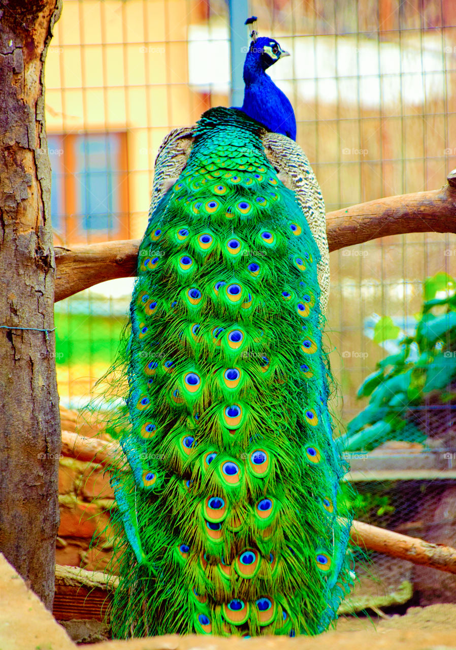 Bird, Peacock, Feather, Animal, Exhibition