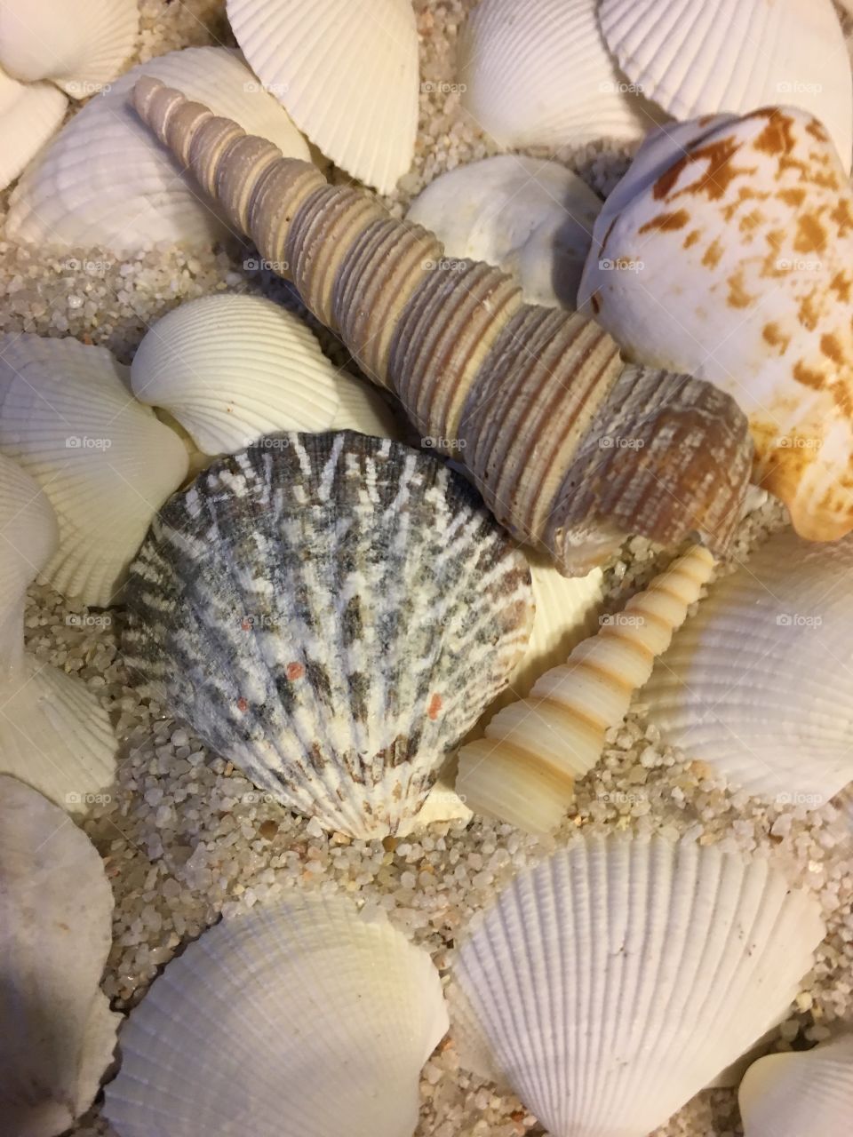 Elevated view of sea shells