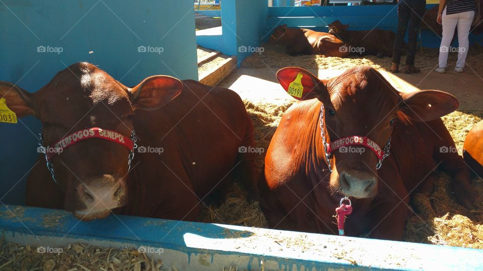 Olha que gado bonitinho!