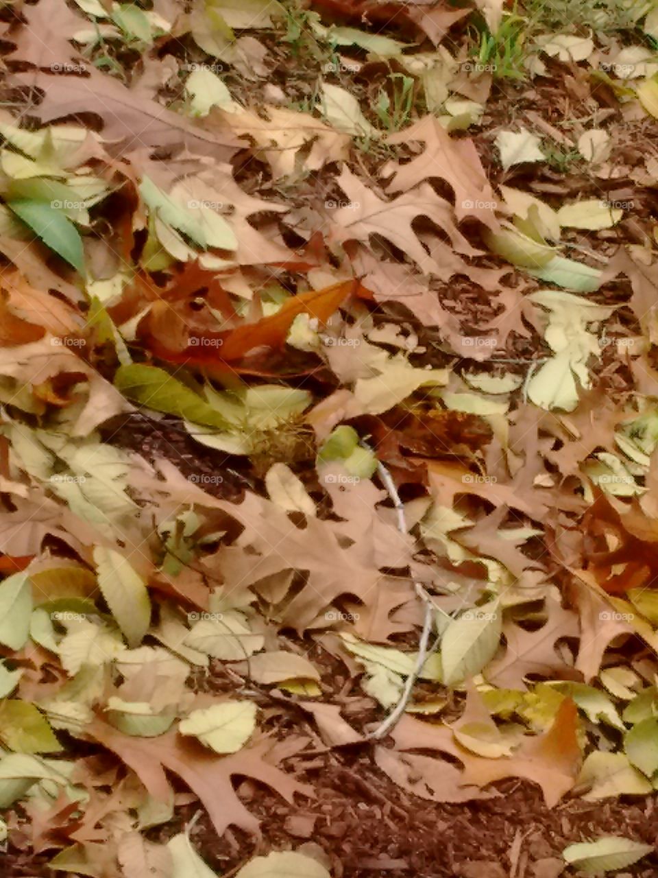 Autumn Leaves. random