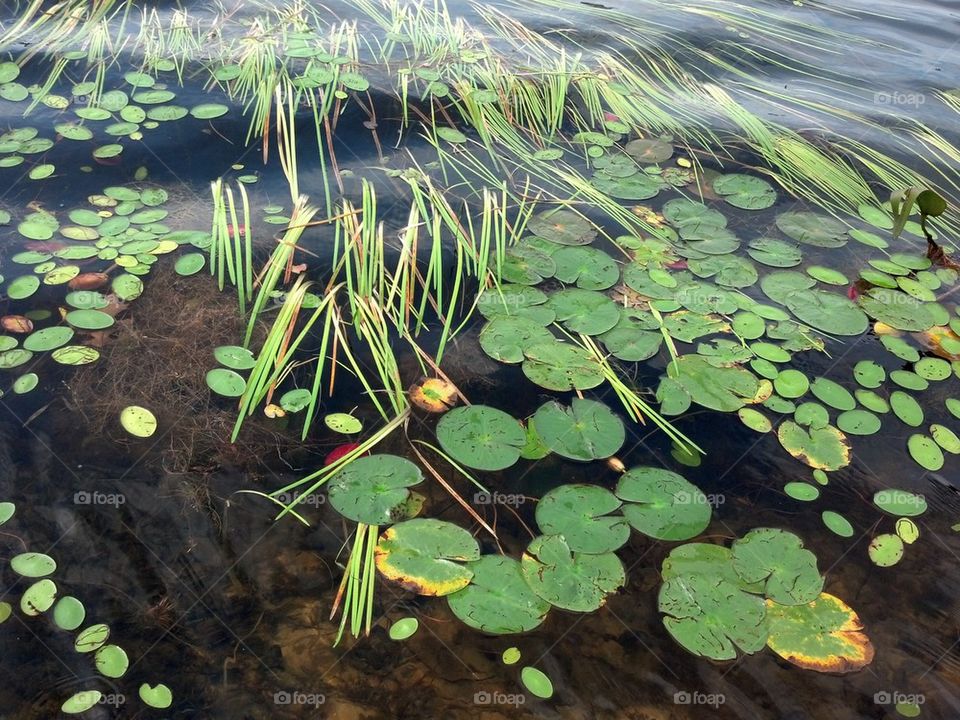 rippled lilly pads