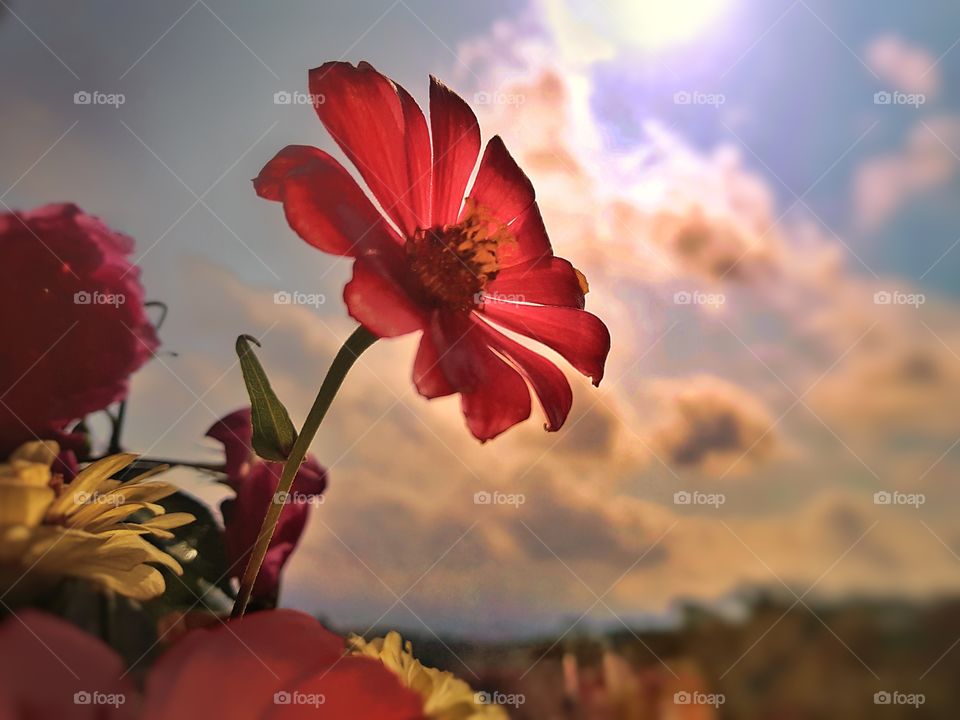 a big red flower was captured in a back yard with sunlight over..