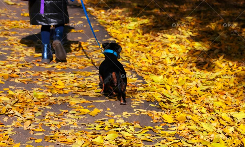 A child with a dog walking on the autumn leaves