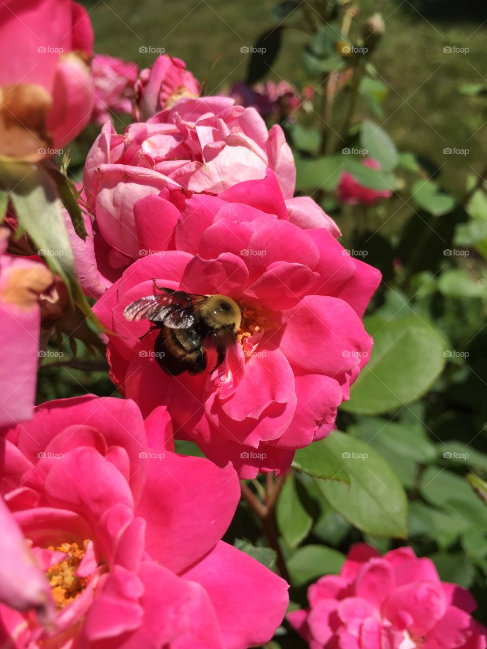 Bumblebee in rose 