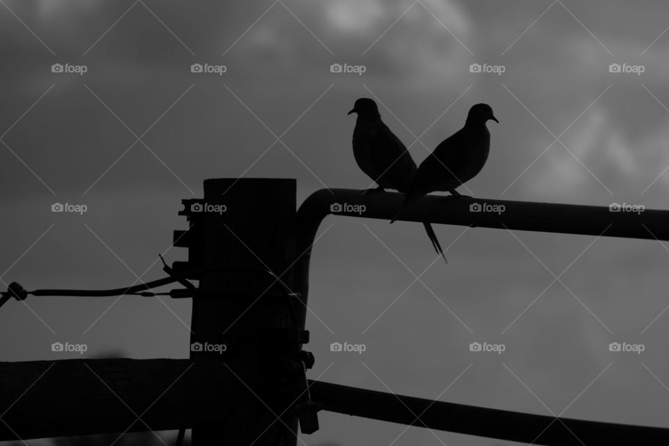 Silhouette of a pair of mourning doves rest on a metal gate. Raleigh, North Carolina. 