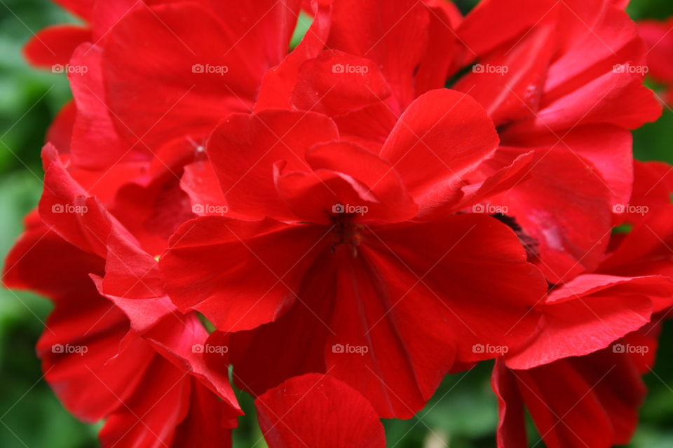 Close-up of red flowers