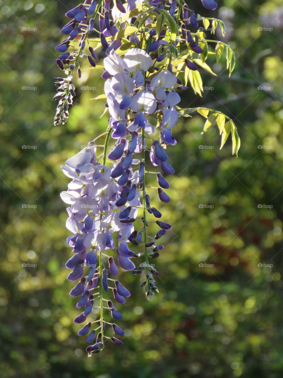 Wisteria