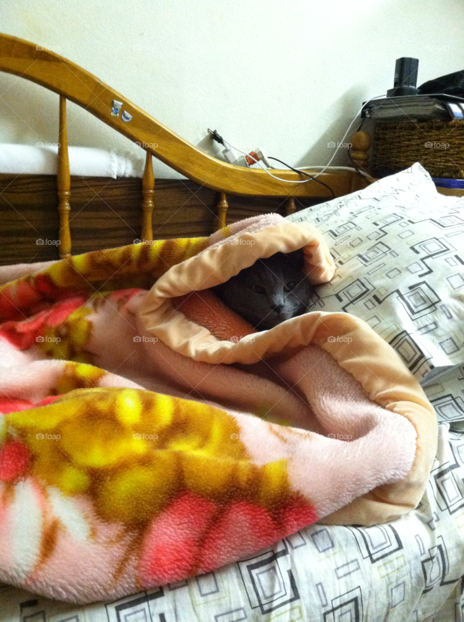 cat comfy blanket by mommieslittlemonster