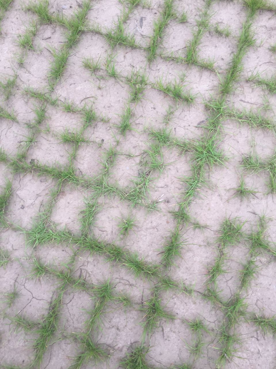 Grass