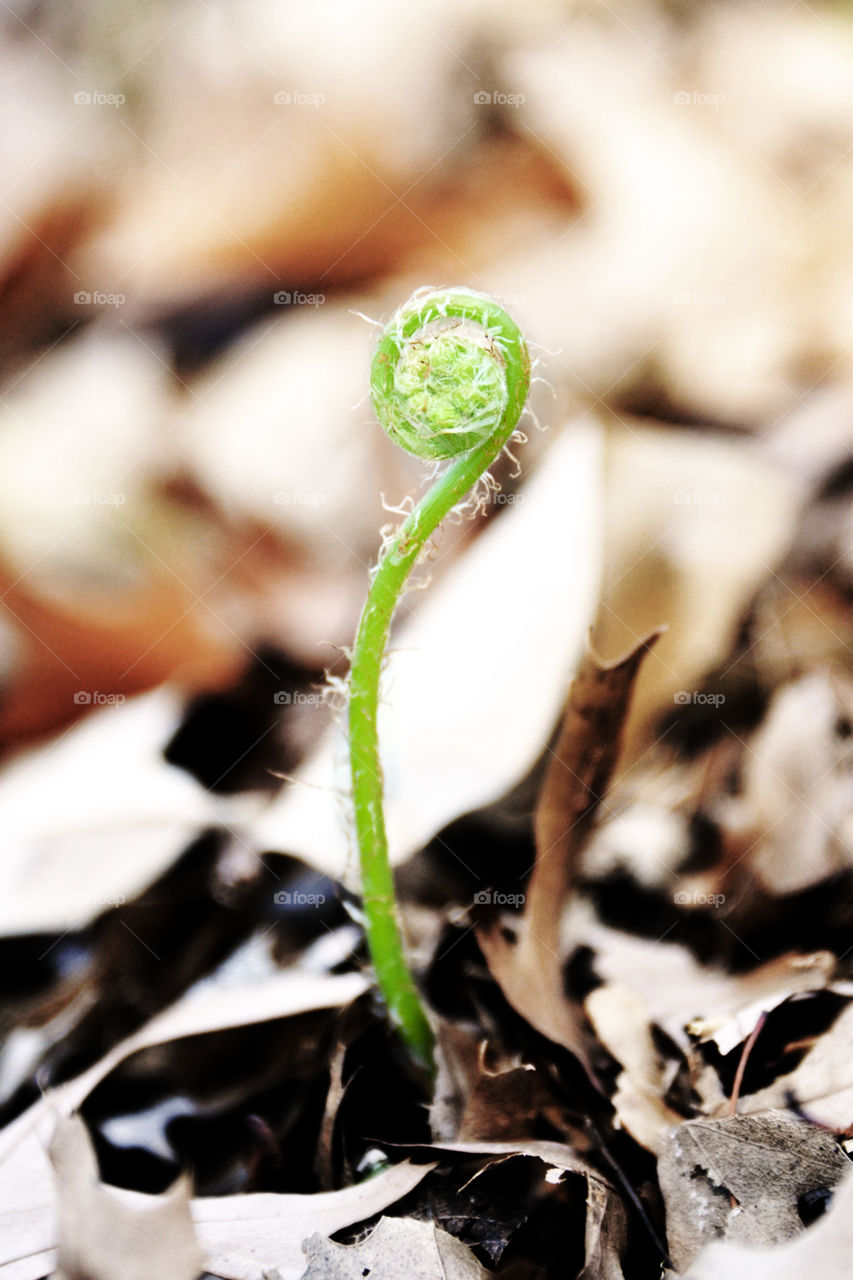 View of small fern growing