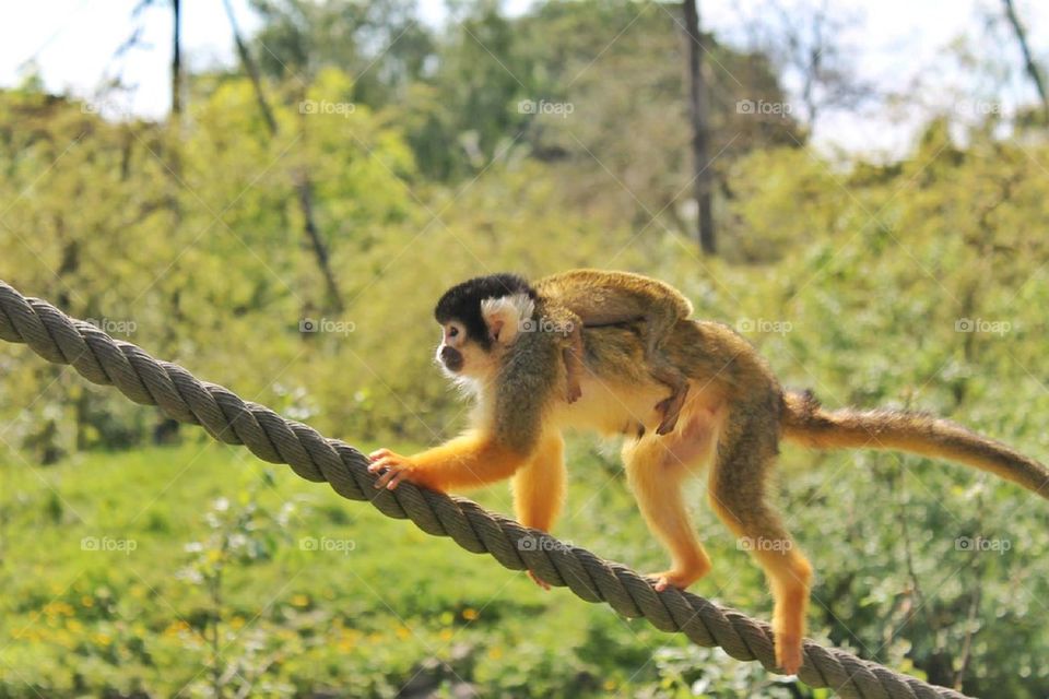 Close-up of monkey with her baby