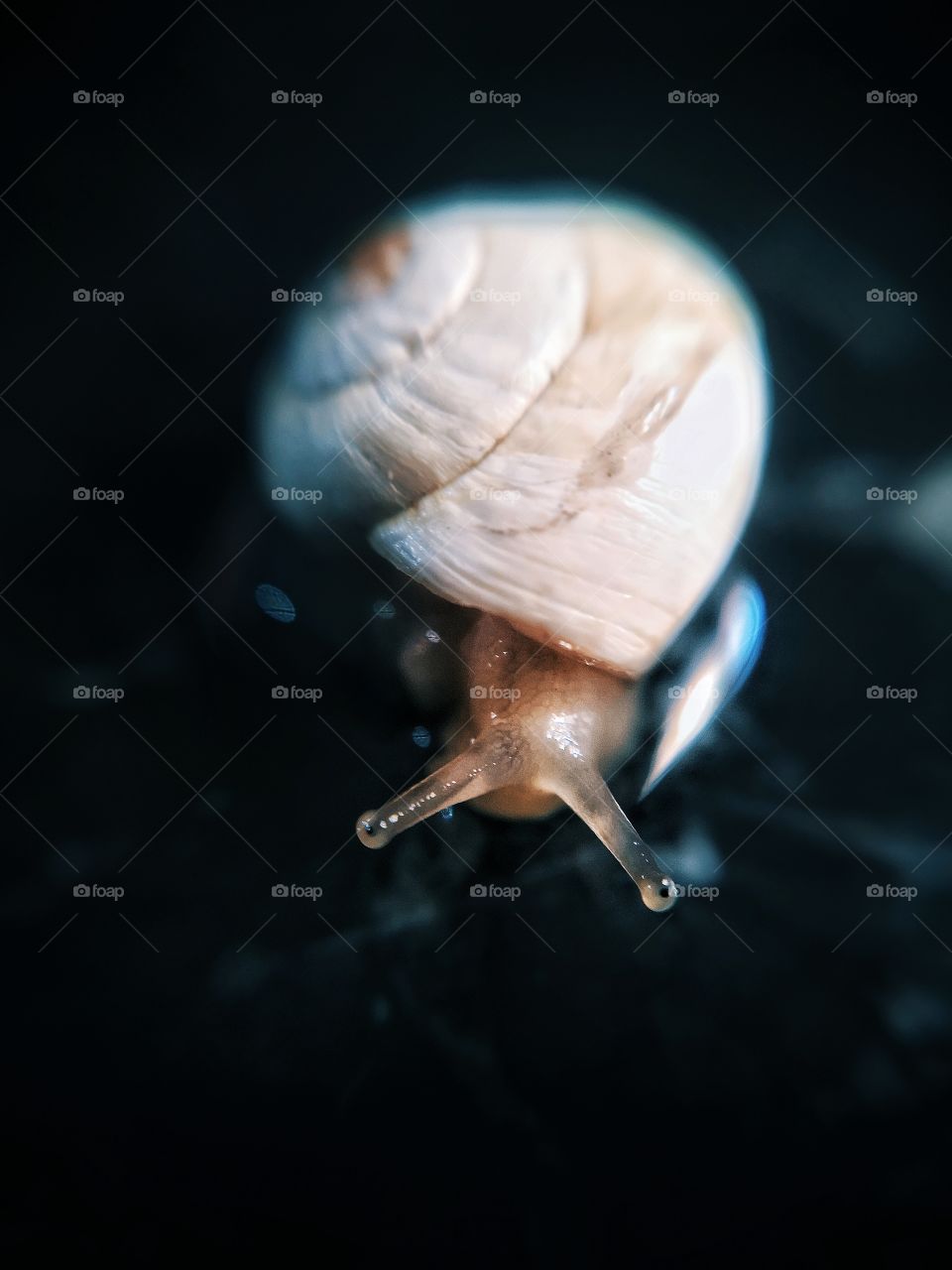 Snail macro