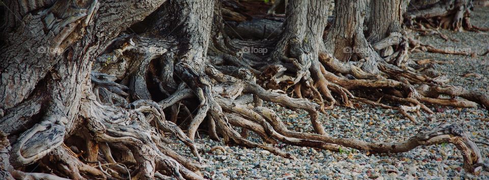 Tree roots growing out onto a stony beach in Watertown National Park, Alberta