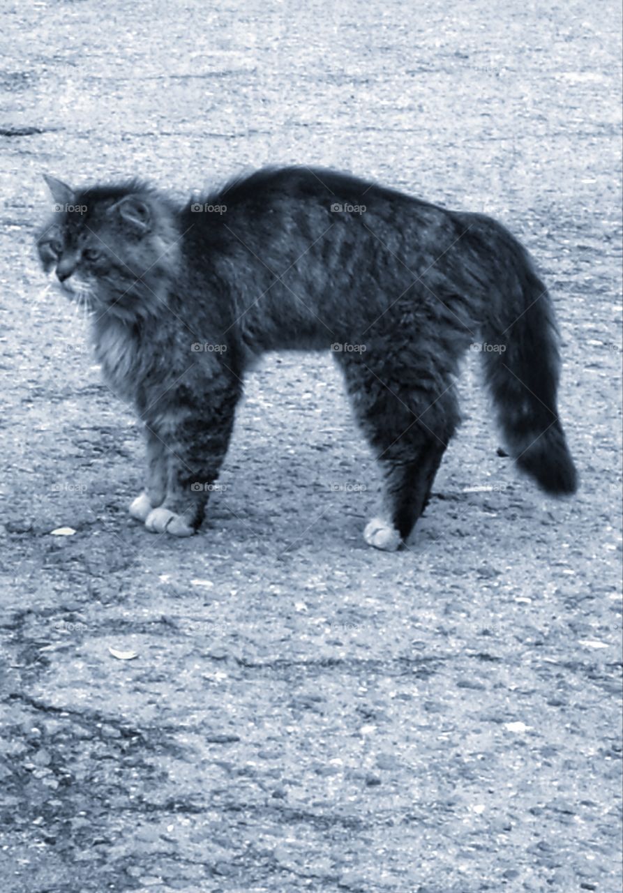 A stray cat on the road.  The cat arched its back in an arc