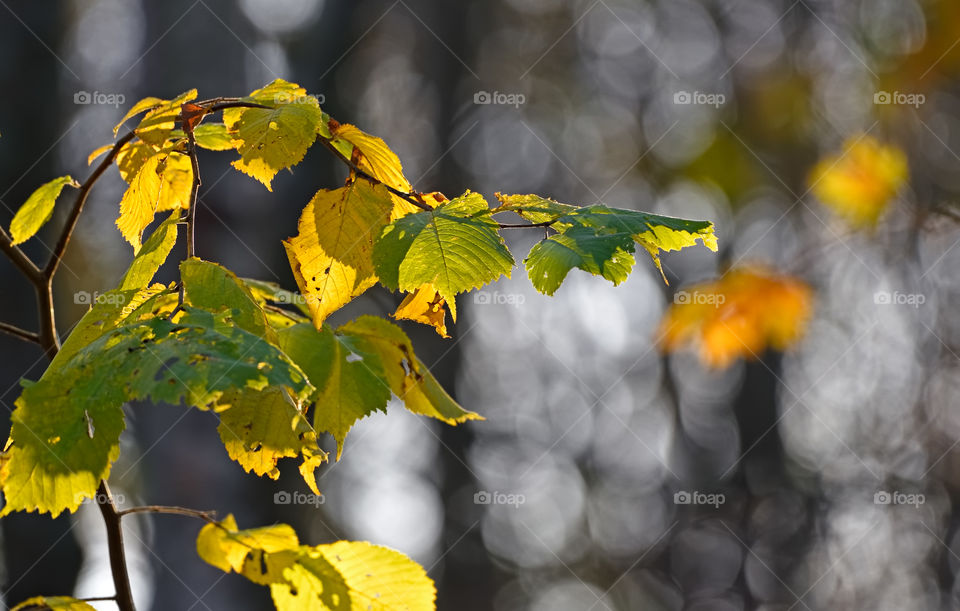 Yellow and green backlit elm leaves in Autumn colours on a sunny late October morning in the forest in Helsinki, Finland.