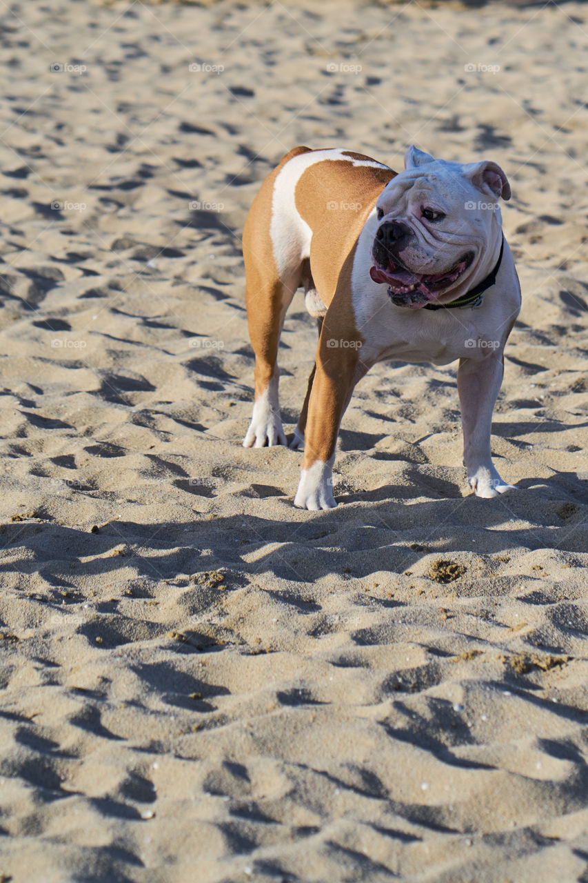 Bulldog en la playa