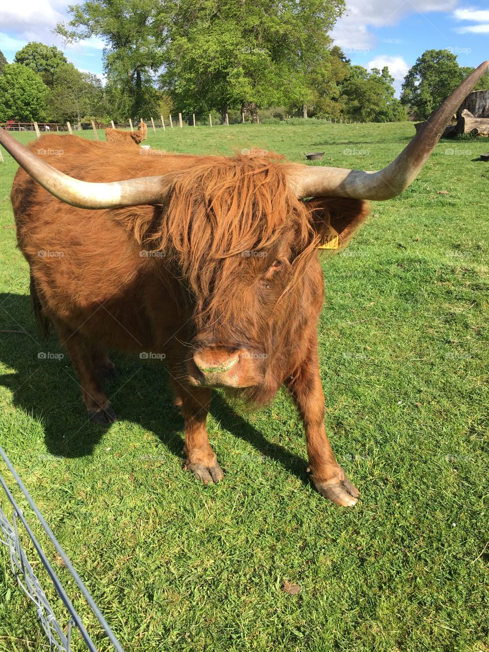 Scottish cow.