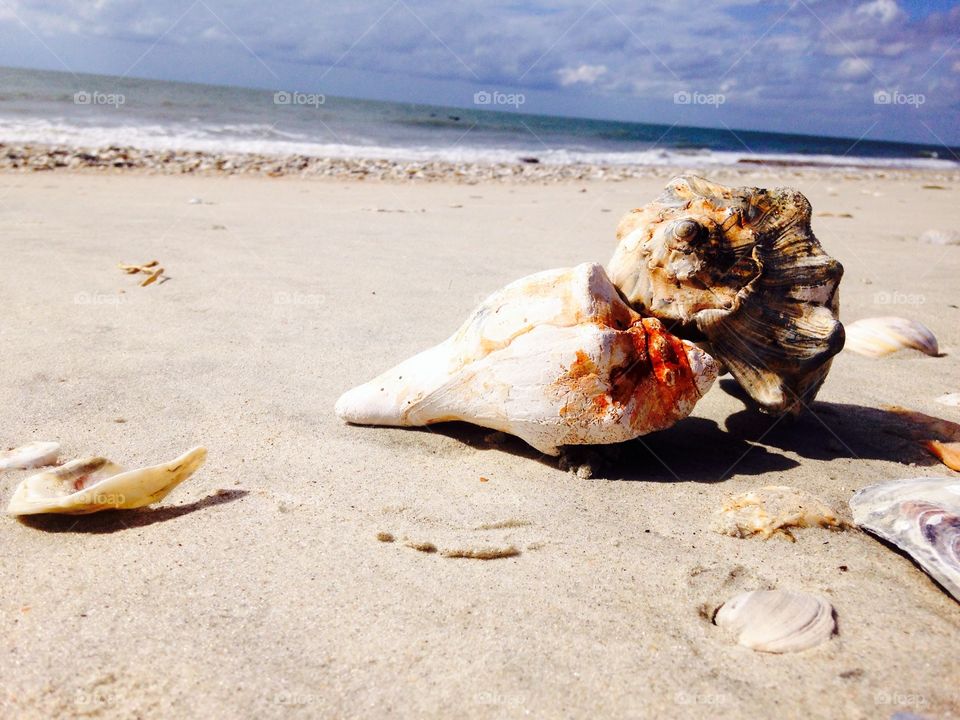 Beautiful shells