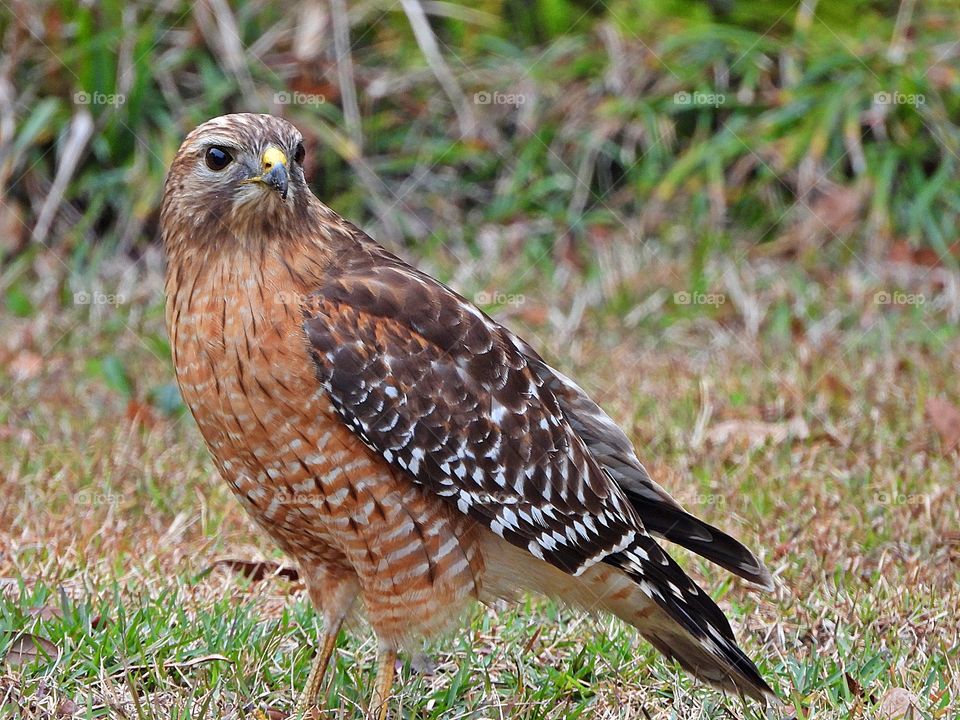 
Alert - A-Close up of a beautiful bird of prey - Red-tailed hawks are big, diurnal birds of prey that catch and eat gray squirrels and other critters small enough to handle.