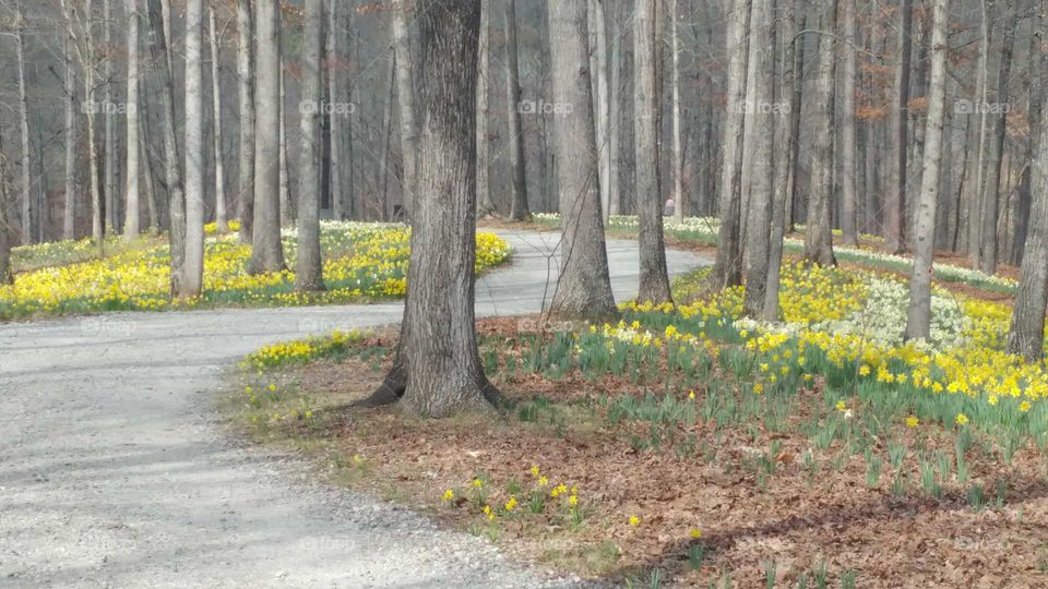 daffodils and path