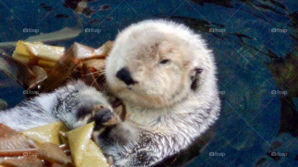 Otter relaxing in his ocean 