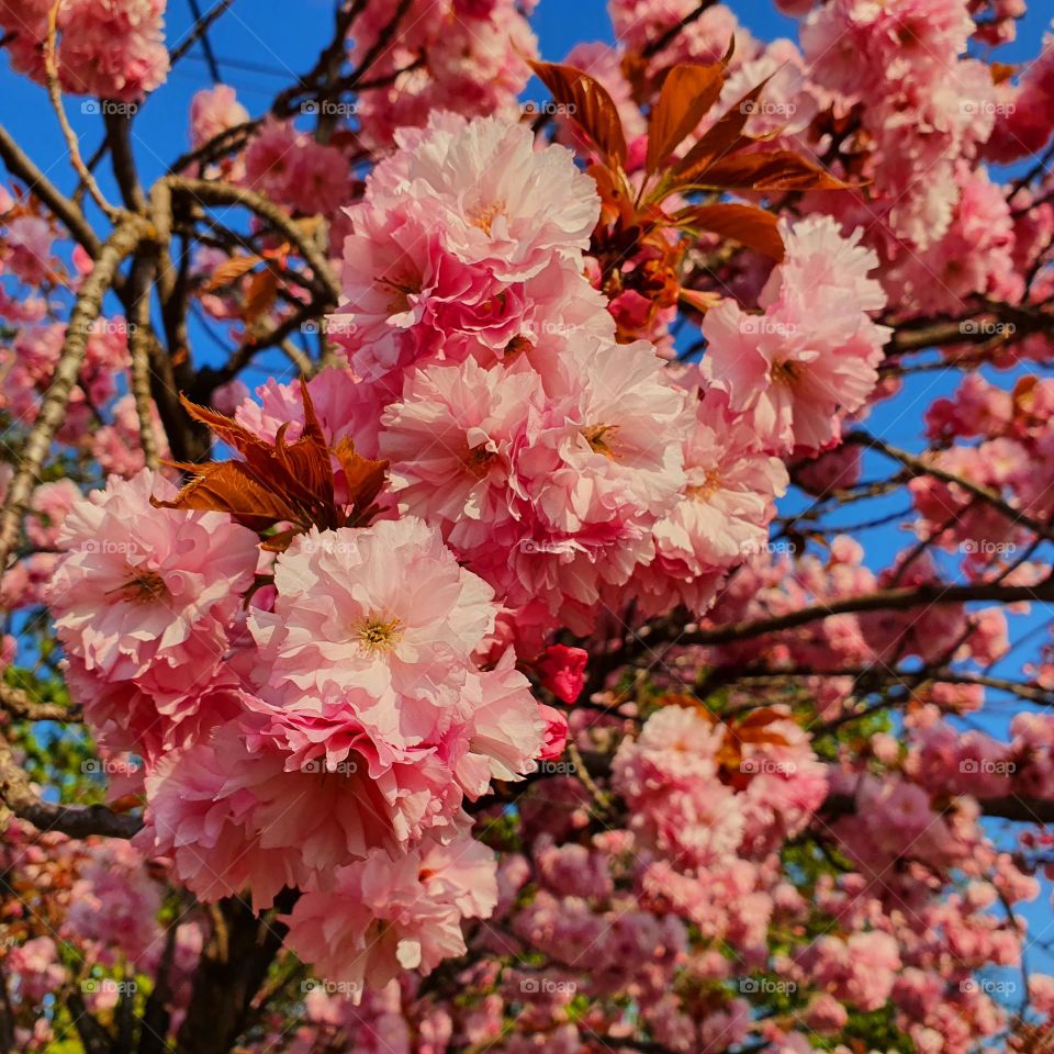 Blooming Sakura