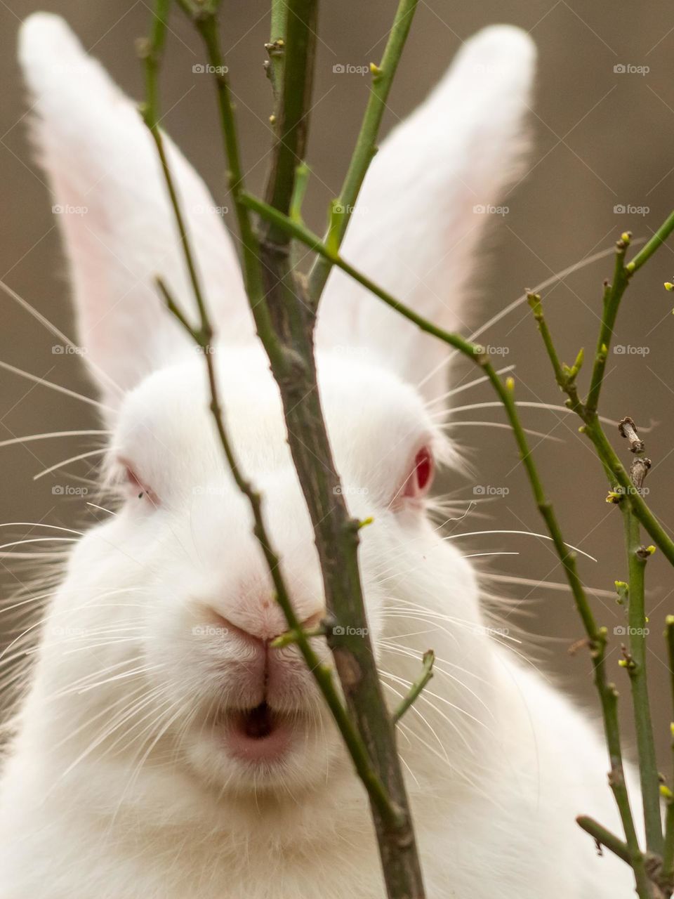 Bunny Love