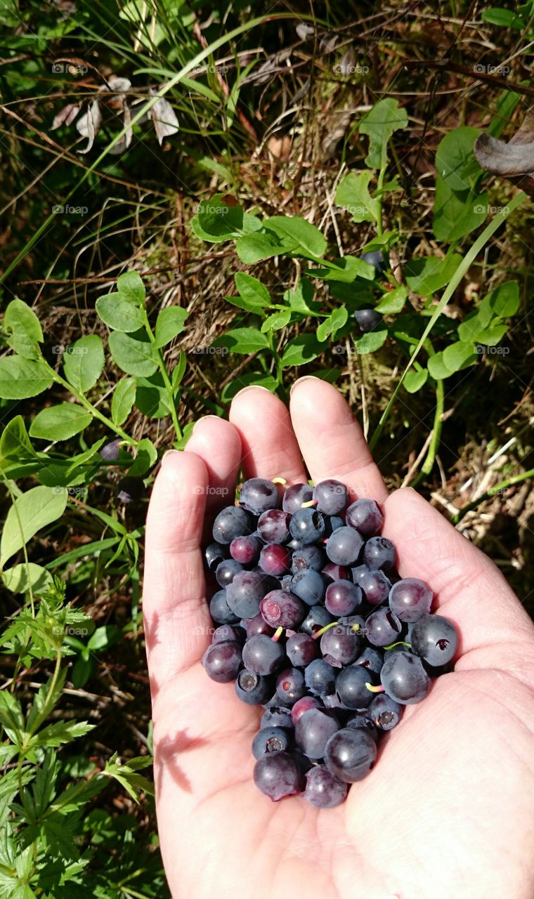 blueberries . blueberries 