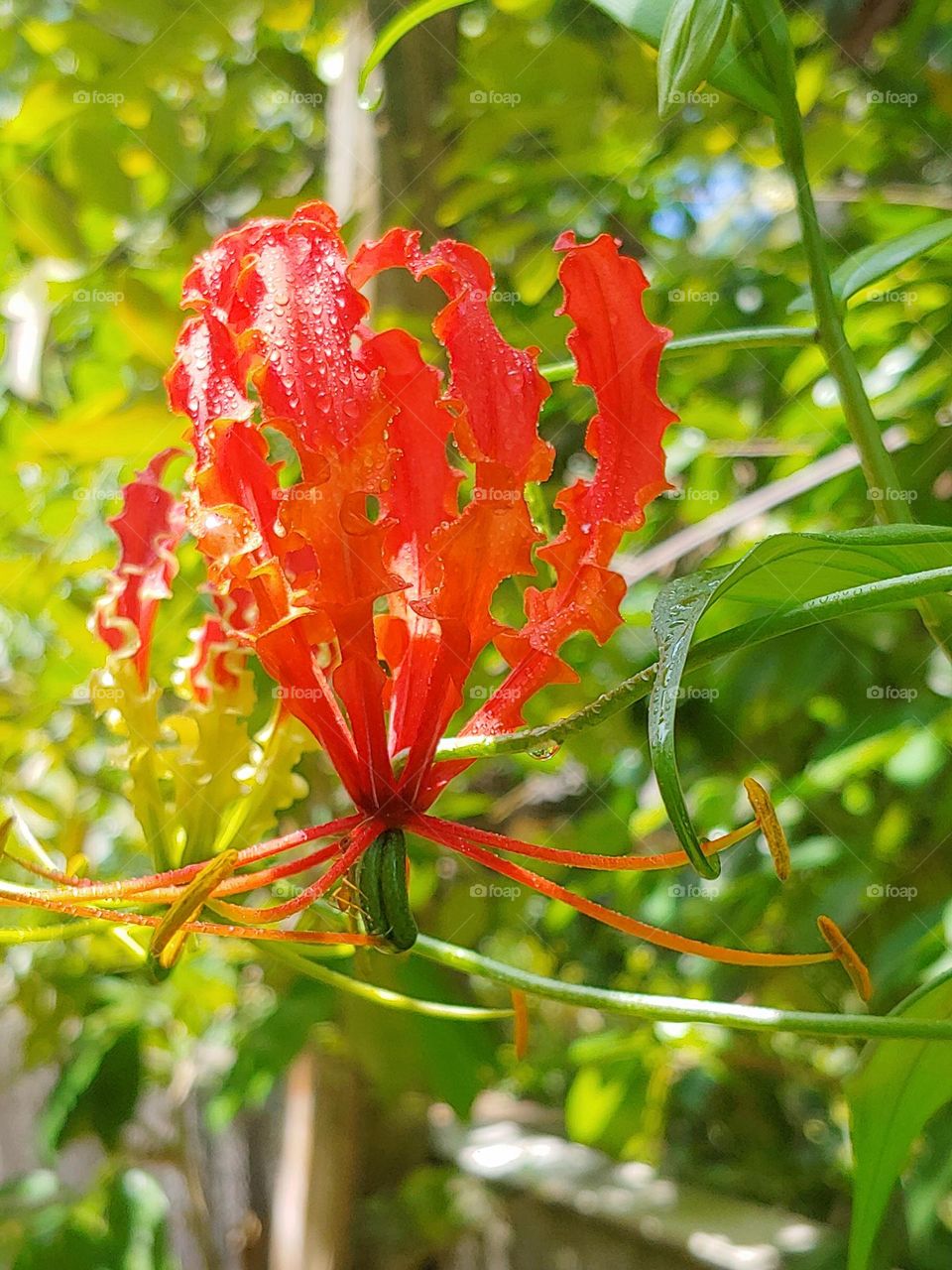 flowers captured