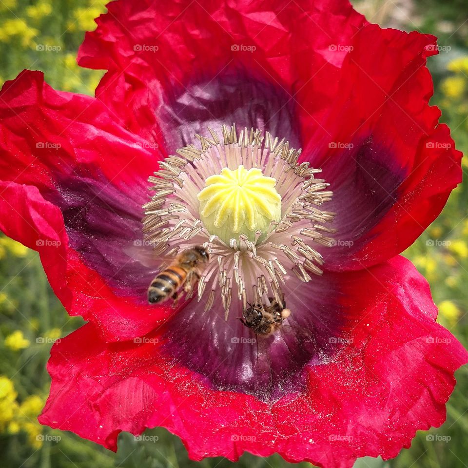 Poppy and the bees.