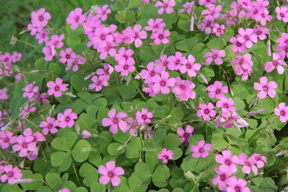 Oxalis flowers