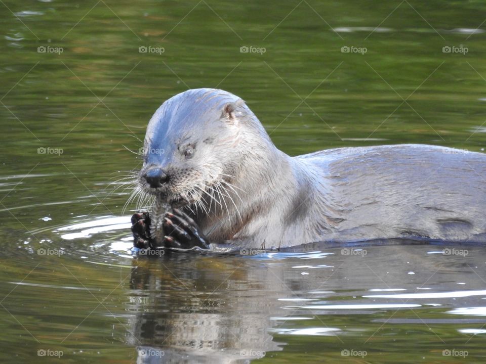 Otter eating fish