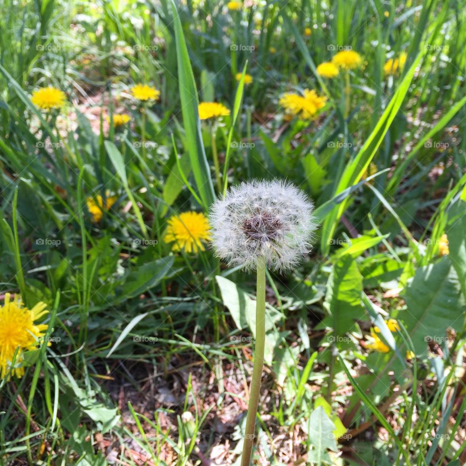 Beautiful Dandilion