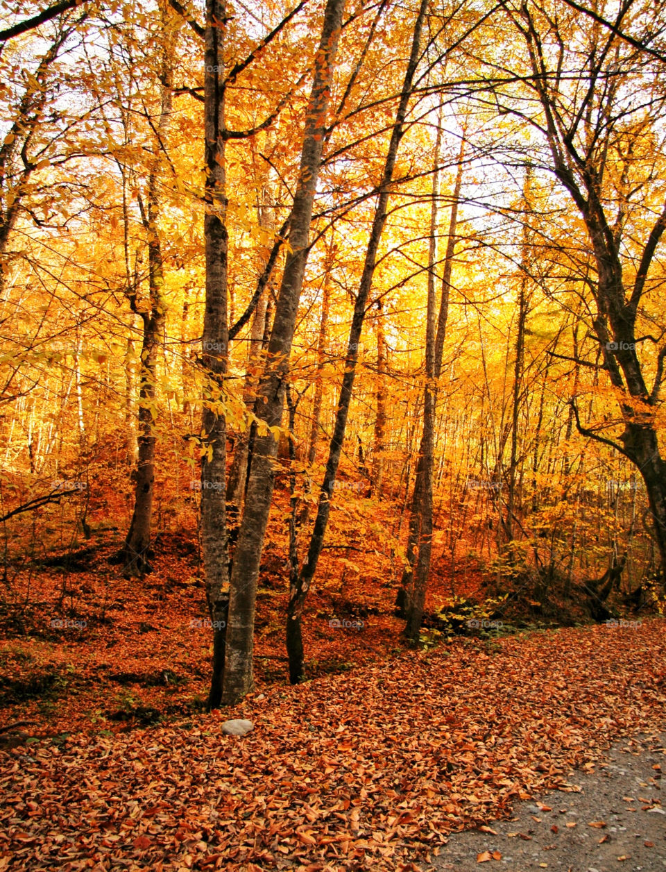 italy yellow red tree by kuzeytac