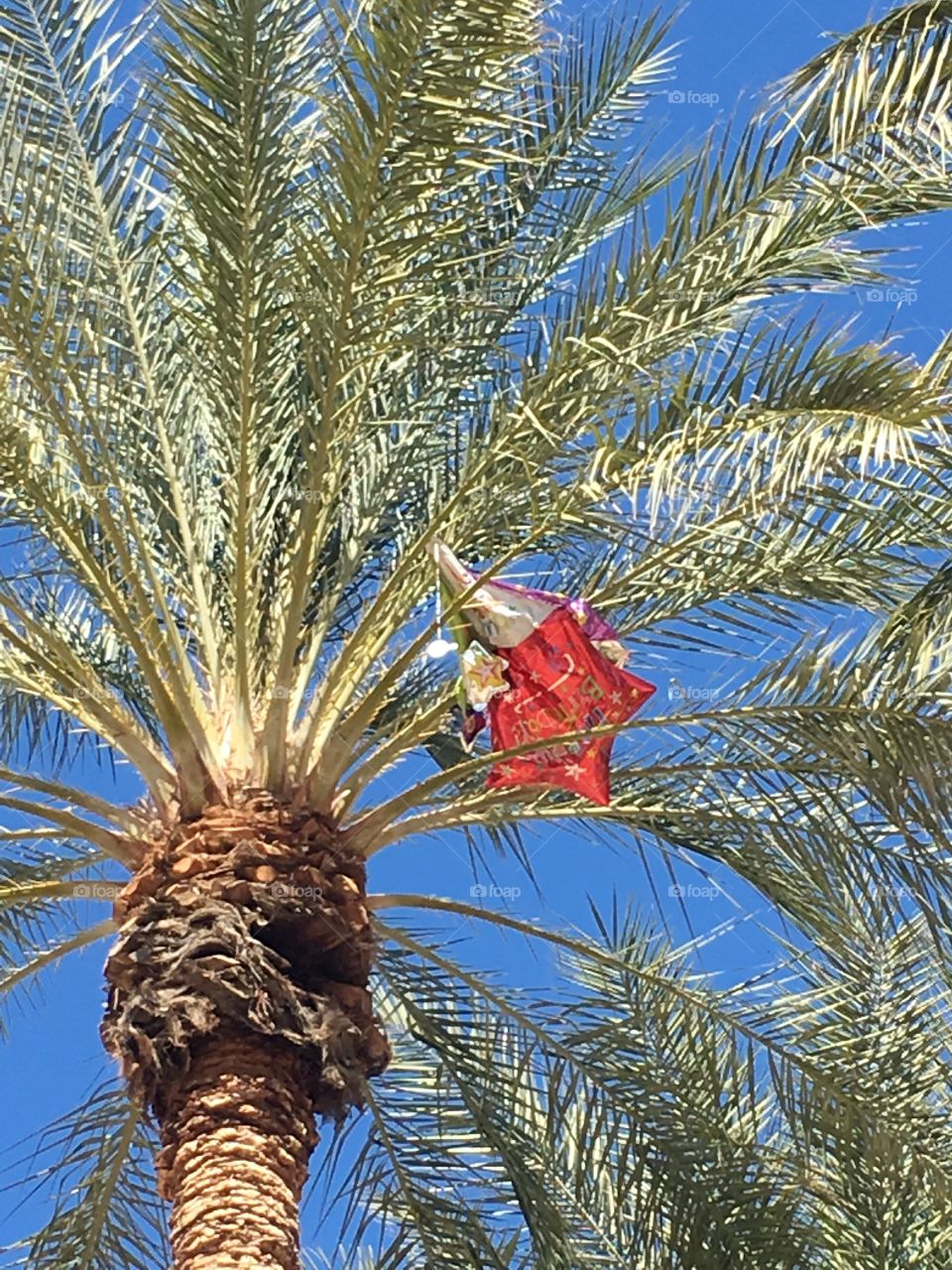 Balloon in palm tree