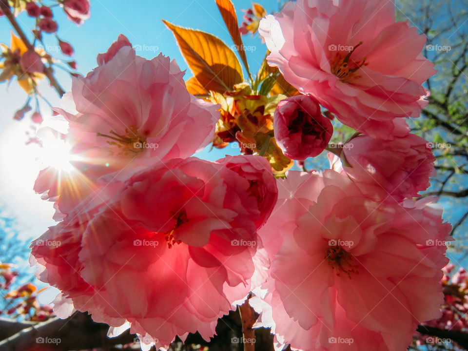 blooming sakura in spring on a sunny day