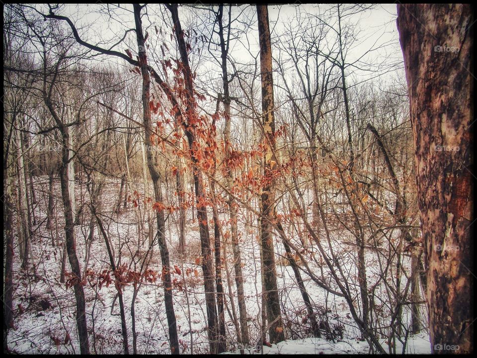 winter woods