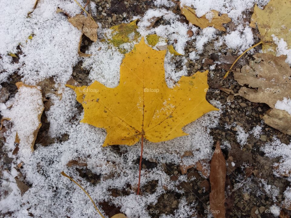 Fall and winter