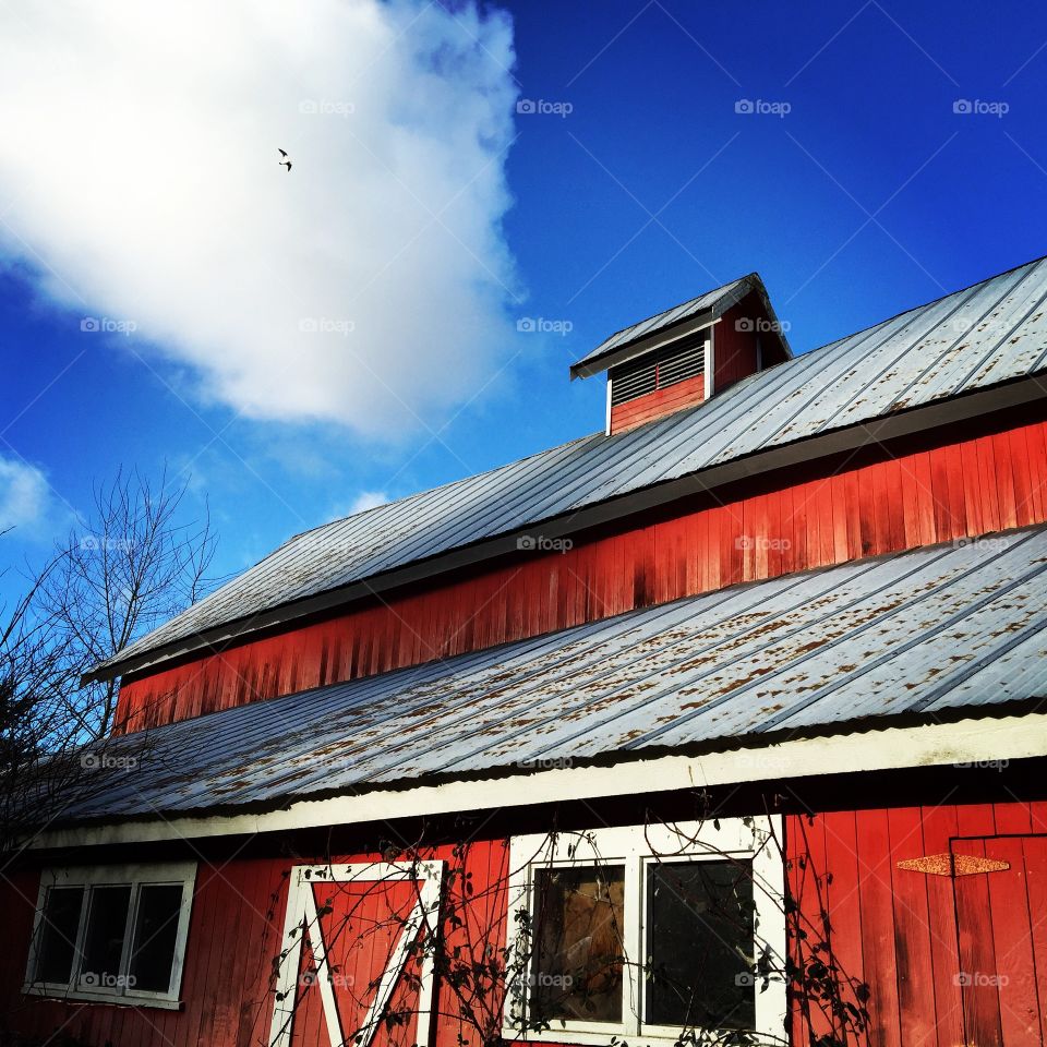 Red barn. Cleaned stalks at the Red Barn