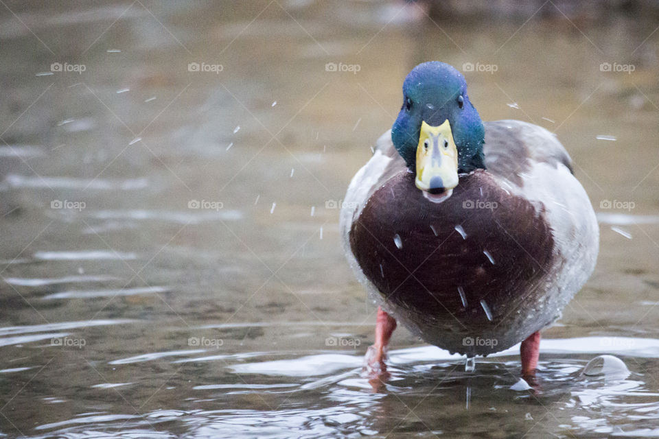 Mallard duck shakes off the water