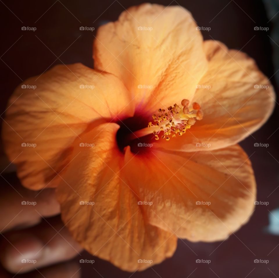 Beauty of Hibiscus flower