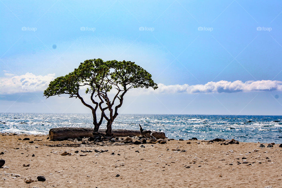 Tree on the beach in a park in Hawaii