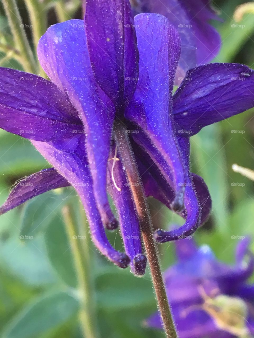 Purple columbine flower 