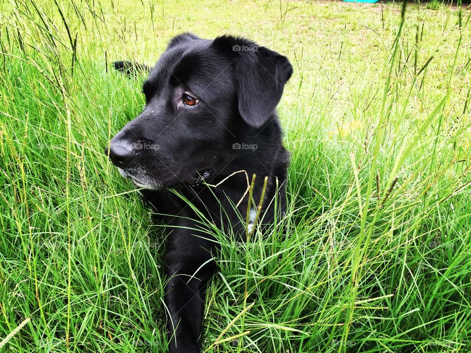 Dog sitting in grass