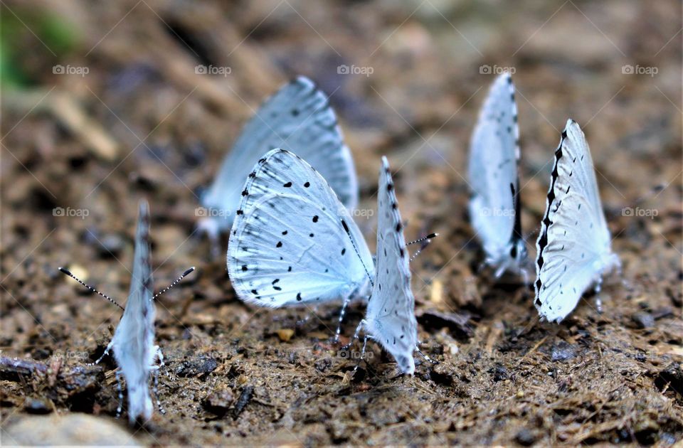 there was a white team of butterflies; so beautiful