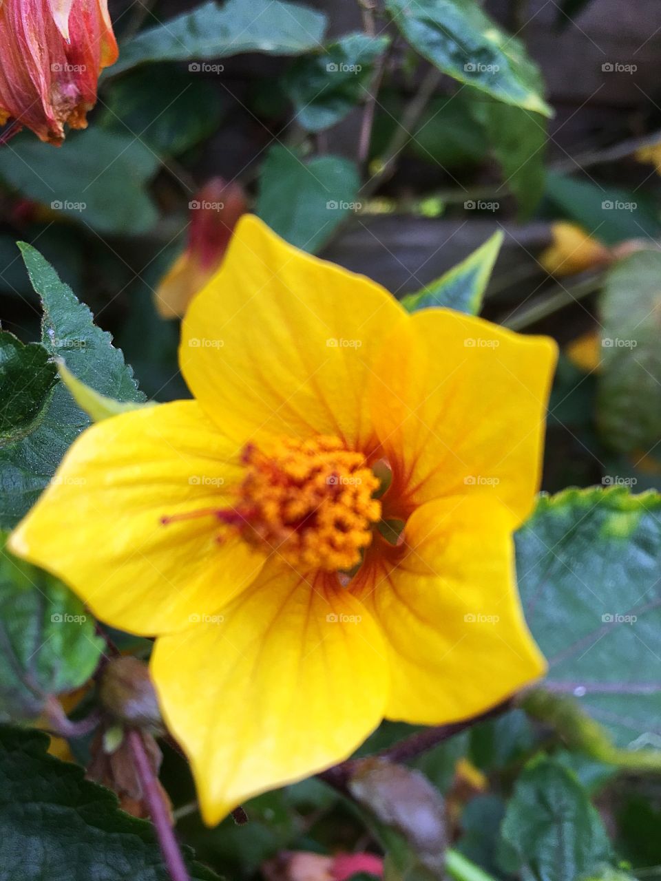 Kentish bell in bloom