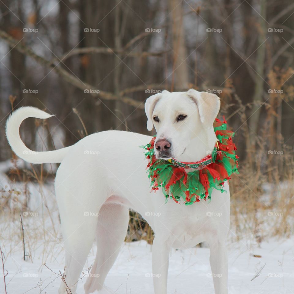 Elle our adopted dog ready for Christmas in her Holiday ruff