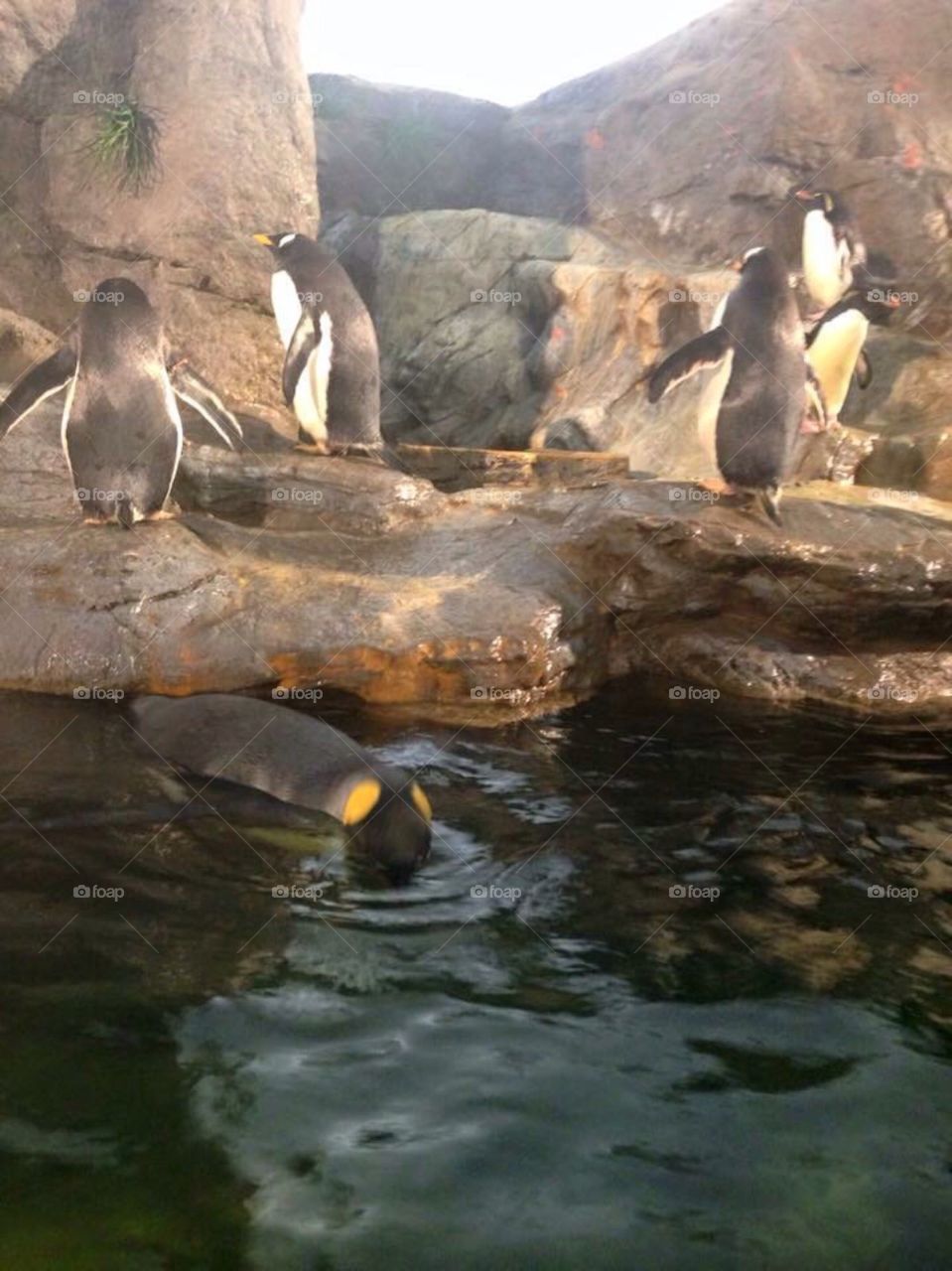 Swimming penguin 
