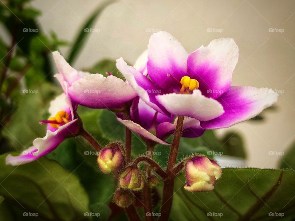 Small white and purple violets blooming during Summer. Some flowers, some buds sill waiting to bloom.